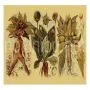 ROOTS