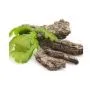 BARK