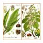 FRUITS