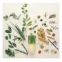 SEEDS