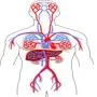 SUPPLEMENTS FOR THE BRAIN, EYES AND CARDIOVASCULAR SYSTEM