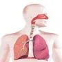 SUPPLEMENTS FOR RESPIRATORY SYSTEM 