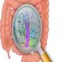 SUPPLEMENTS - ANTI-PARASITES AND CLEANSING