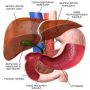 SUPPLEMENTS FOR LIVER AND KIDNEYS