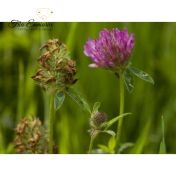 Κόκκινο Τριφύλλι (Trifolium Pratense L.), Αποξηραμένα Λουλούδια , 25 γρ.