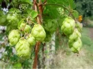 Cônes de Houblon, 50 g