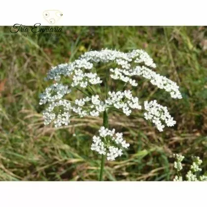 Pimpinella Saxifraga, getrocknete Wurzel, 30 g.
