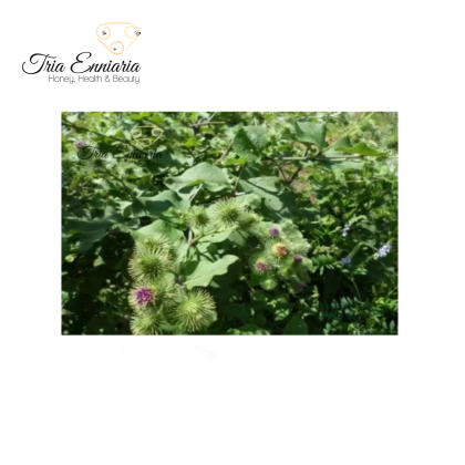 Burdock Roots, 100 g