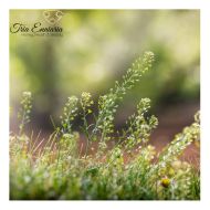 Branche De Bourse à Pasteur, 50 g, Tria Enniaria