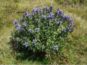 Blauer Gentiana (Gentiana cruciata) Stiel, 50 g