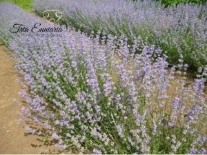 Lavender Flowers, 50 g